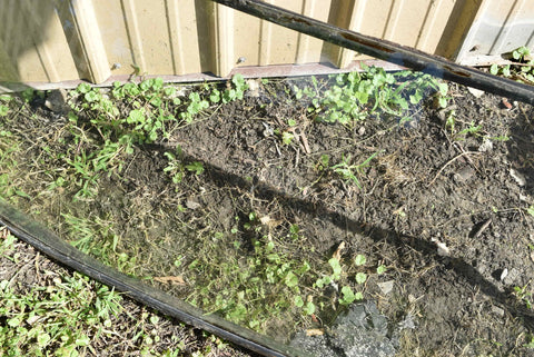 Original 1963 Pontiac Catalina Rear Windshield Glass Back Window