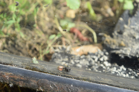 Original 1963 Pontiac Catalina Rear Windshield Glass Back Window