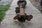 1972 FORD GRAN TORINO GTS 9 INCH REAR AXLE DIFFERENTIAL HOUSING 72