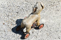 Antique Mohair Ride on Donkey Toys on Wheels Ripped Torn Creepy Spooky Decor