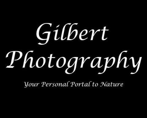 3D Printed Lithophane Night Lighting Hand Painted LED Decor Photography