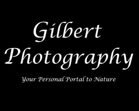 3D Printed Lithophane Night Lighting Dusk To Dawn LED Light Photography Decor