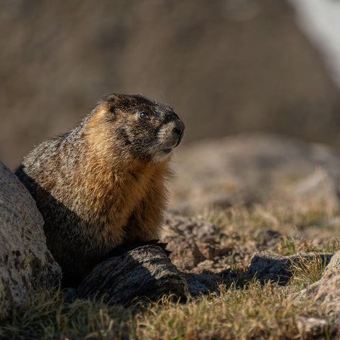 3D Printed Lithophane Night Lighting Hand Painted LED Decor Photography