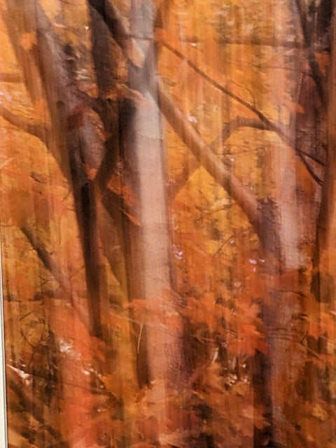Photograph Washington DC Fall Foliage (In Motion) Scenic 12x16 w/ matting Art