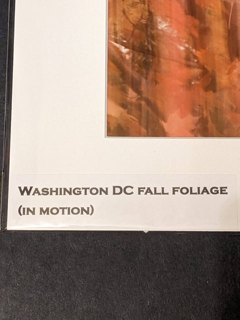 Photograph Washington DC Fall Foliage (In Motion) Scenic 12x16 w/ matting Art